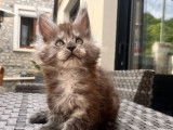 À réserver : 5 chatons Maine Coons LOOF