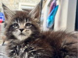À réserver : 5 chatons Maine Coons LOOF