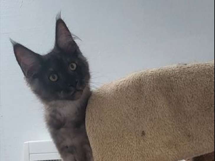 Une chatonne Maine Coon LOOF à vendre