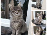 4 chatons Maine Coons LOOF à vendre