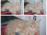 &Agrave; r&eacute;server : 6 chatons Maine Coons LOOF