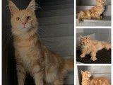 &Agrave; r&eacute;server : 6 chatons Maine Coons LOOF