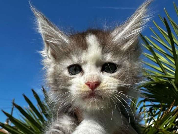 À réserver, un chaton mâle Maine Coon LOOF