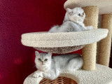 Chatons Exotic Shorthair  chinchilla /silver LOOF