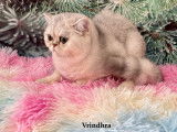 Chatons Exotic Shorthair  chinchilla /silver LOOF