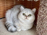 Chatons Exotic Shorthair  chinchilla /silver LOOF