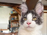 3 chatons Maine Coons LOOF à vendre