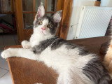 3 chatons Maine Coons LOOF à vendre