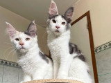 3 chatons Maine Coons LOOF à vendre