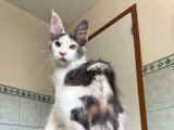 3 chatons Maine Coons LOOF à vendre
