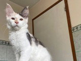 3 chatons Maine Coons LOOF à vendre