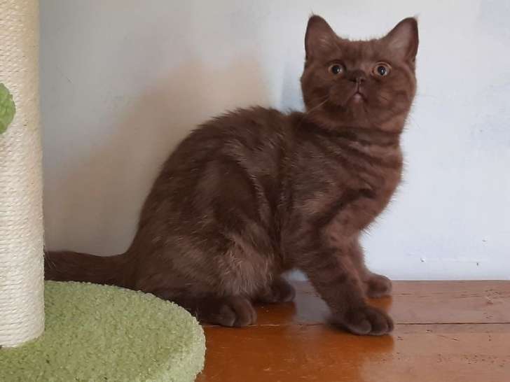 À vendre : une chatonne British Shorthair LOOF
