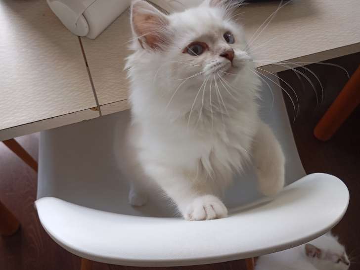 5 chatons Ragdolls LOOF à réserver