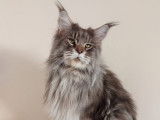 Disponible à la saillie, un chat Maine Coon LOOF