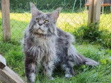 Disponible à la saillie, un chat Maine Coon LOOF
