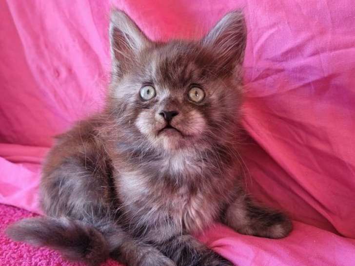 À vendre : 5 chatons Maine Coons LOOF
