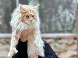 Chat Maine Coon red silver LOOF de 2 ans disponible pour saillie