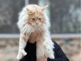 Chat Maine Coon red silver LOOF de 2 ans disponible pour saillie