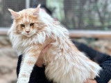 Chat Maine Coon red silver LOOF de 2 ans disponible pour saillie
