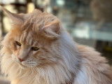 Chat Maine Coon red silver LOOF de 2 ans disponible pour saillie