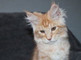 5 chatons Maine Coons femelles disponibles à la réservation (LOOF)