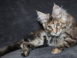 5 chatons Maine Coons femelles disponibles à la réservation (LOOF)