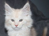 5 chatons Maine Coons femelles disponibles à la réservation (LOOF)