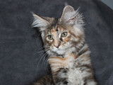 5 chatons Maine Coons femelles disponibles à la réservation (LOOF)