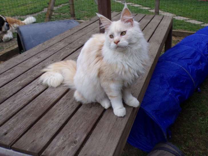 Un chat Maine Coon crème smoke et blanc disponible à la vente (LOOF)
