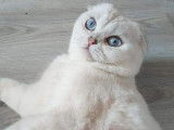 Un chat Scottish Fold LOOF de 5 ans seal silver pour une saillie