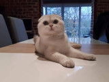Un chat Scottish Fold LOOF de 5 ans seal silver pour une saillie