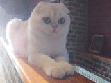 Un chat Scottish Fold LOOF de 5 ans seal silver pour une saillie