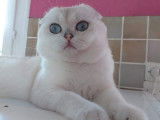 Un chat Scottish Fold LOOF de 5 ans seal silver pour une saillie