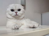 Un chat Scottish Fold LOOF de 5 ans seal silver pour une saillie