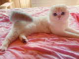 Un chat Scottish Fold LOOF de 5 ans seal silver pour une saillie
