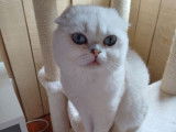 Un chat Scottish Fold LOOF de 5 ans seal silver pour une saillie