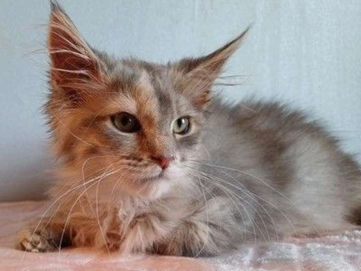 Une chatonne Maine Coon bleu tortie tabby LOOF à vendre