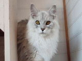 Chat adulte Maine Coon black silver LOOF pour saillie
