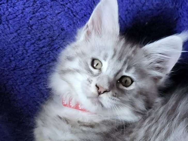 4 chatons Maine Coons femelles LOOF à vendre