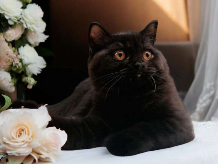 Un chaton British Shorthair mâle LOOF noir disponible à l’achat