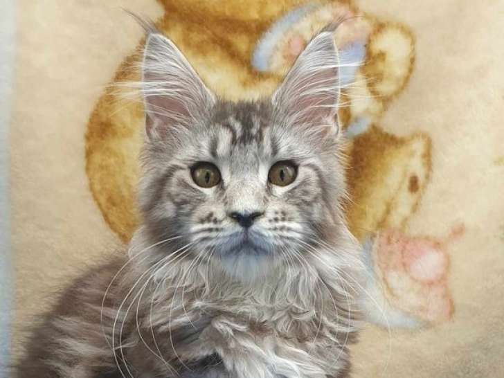 Disponibles à la vente 2 chatonnes Maine Coons LOOF