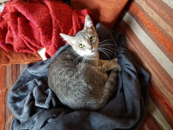 Jeune chat à donner