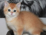 Chaton British Shorthair mâle black Golden à acheter (LOOF)