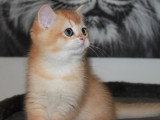 Chaton British Shorthair mâle black Golden à acheter (LOOF)