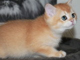 Chaton British Shorthair mâle black Golden à acheter (LOOF)
