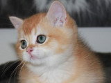 Chaton British Shorthair mâle black Golden à acheter (LOOF)