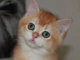 Chaton British Shorthair mâle black Golden à acheter (LOOF)