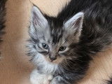 Des chatons Maine Coons LOOF à vendre