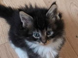 Des chatons Maine Coons LOOF à vendre