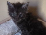 Des chatons Maine Coons LOOF à vendre
